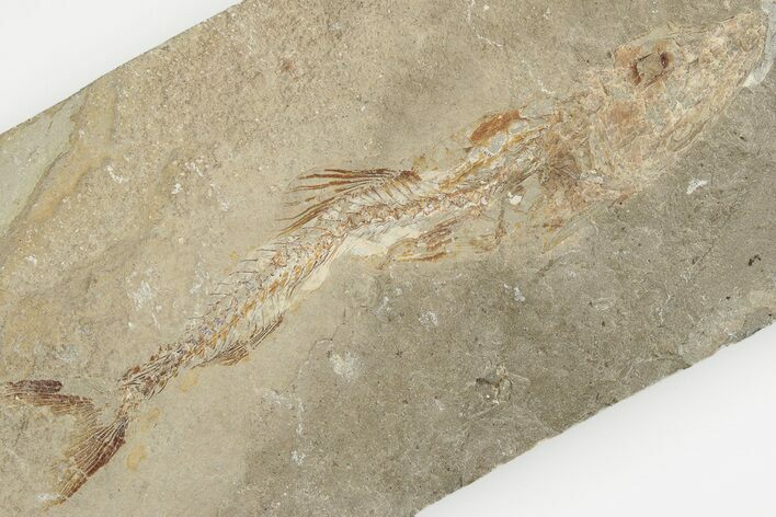 Cretaceous Predatory Fish (Eurypholis) Fossil - Hakel, Lebanon #201382